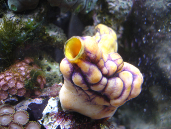  Polycarpa aurata (Golden Sea Squirt)